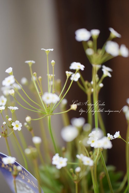 白い小花が可愛い「アンドロサセ・スターダスト」 - LittleAntique ...