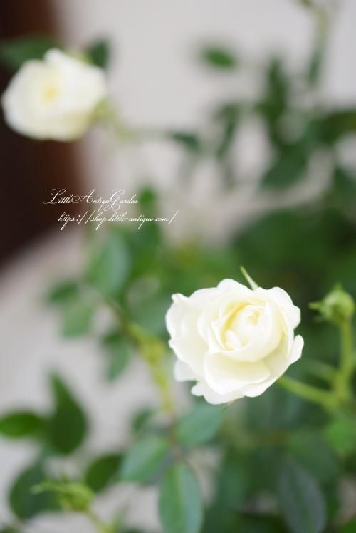 香りミニバラ「ピュアヒット」 - LittleAntiqueGarden~リトル 香りミニバラ「ピュアヒット」 - LittleAntiqueGarden~リトル