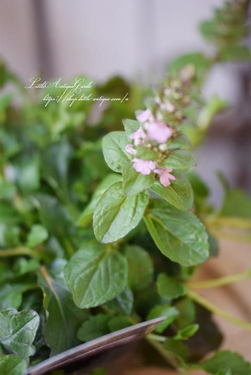 アジュガ ピンクエルフ Littleantiquegarden リトルアンティークガーデン アジュガ ピンクエルフ Littleantiquegarden リトルアンティークガーデン