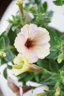 ڥ˥֥ƥեˡ<br>꡼࿧ͥ