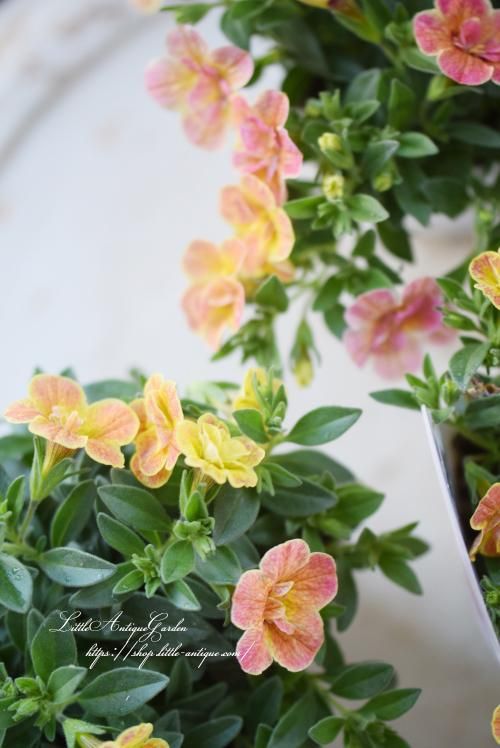 カメレオン「ダブルデザートローズ」 - LittleAntiqueGarden～リトル