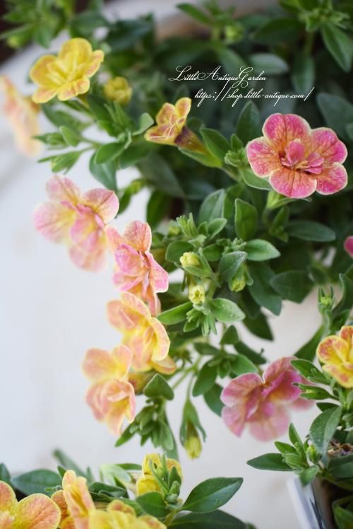 カメレオン「ダブルデザートローズ」 - LittleAntiqueGarden～リトル