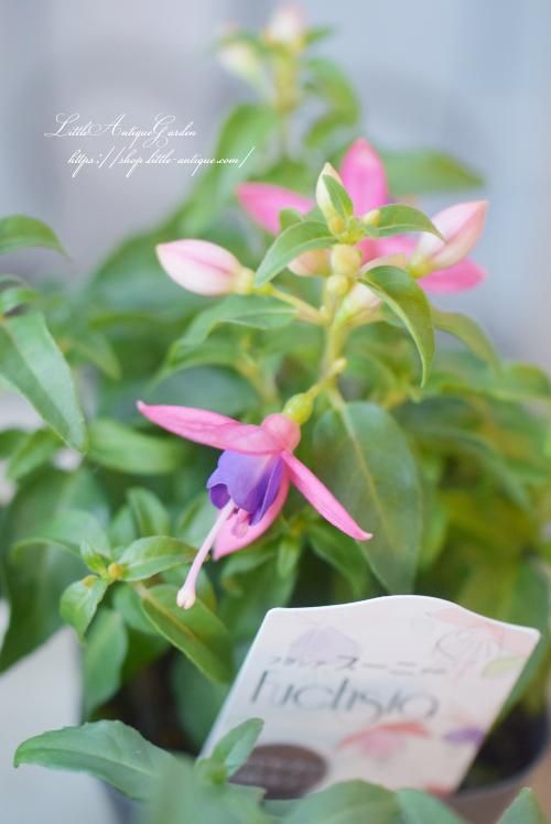 フクシア「プーニー」-LittleAntiqueGarden~リトルアンティーク フクシア「プーニー」-LittleAntiqueGarden~リトルアンティーク