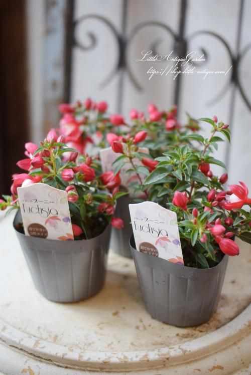 フクシア「プーニー・ブランカ」-LittleAntiqueGarden~リトル フクシア「プーニー・ブランカ」-LittleAntiqueGarden~リトル