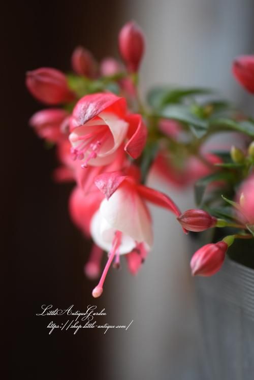 フクシア「プーニー・ブランカ」-LittleAntiqueGarden~リトル フクシア「プーニー・ブランカ」-LittleAntiqueGarden~リトル