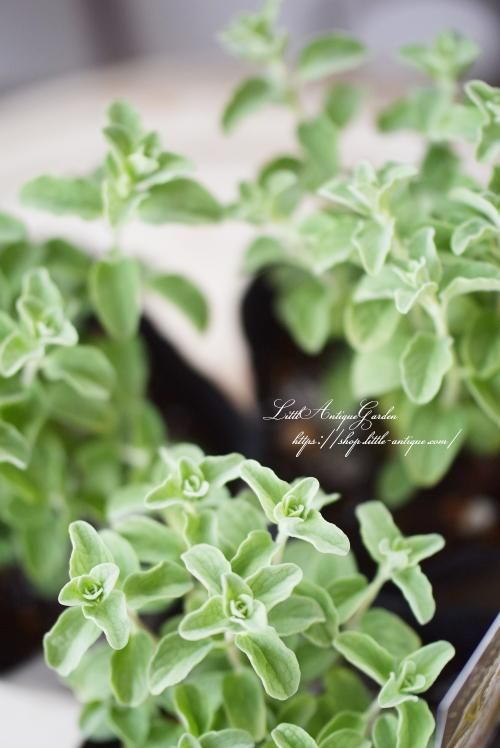 花オレガノ グリークオレガノ カルテラ Little Antique Garden リトル アンティークガーデン 花オレガノ グリークオレガノ カルテラ Little Antique Garden リトル アンティークガーデン