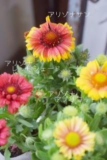 ǥ꥾ʥ꡼<br>뤵˶ޤǼȺ餭ߤ⤷ޤ♡