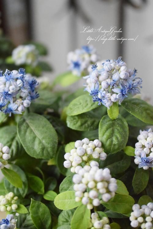 常山アジサイ 碧の瞳 Littleantiquegarden リトルアンティーク ガーデン