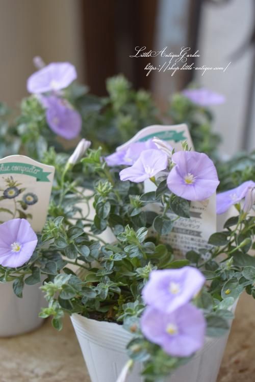 コンボルブルス「ブルーコンパクタ」- LittleAntiqueGarden コンボルブルス「ブルーコンパクタ」- LittleAntiqueGarden