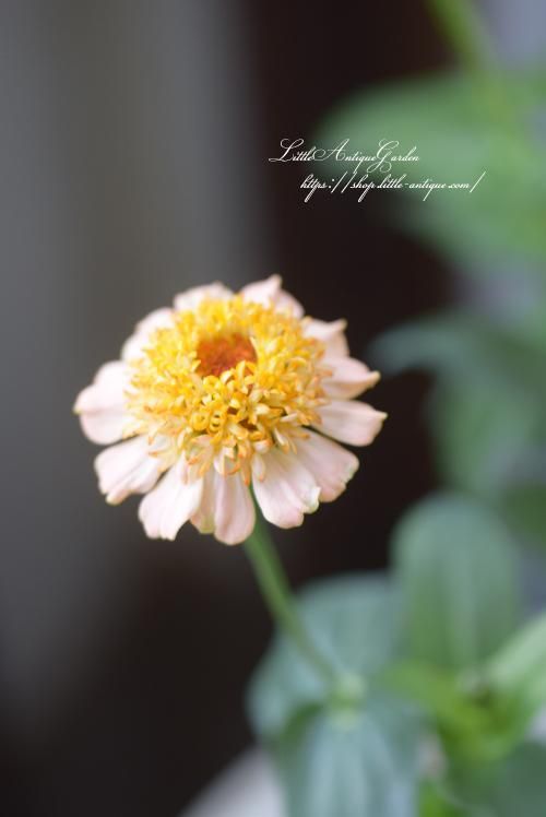 高性ジニア シンデレラ ピーチ Littleantiquegarden リトルアンティークガーデン