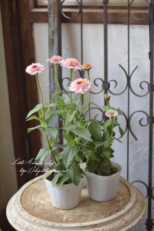高性ジニア シンデレラ ライラック Littleantiquegarden リトルアンティークガーデン 高性ジニア シンデレラ ライラック Littleantiquegarden リトルアンティークガーデン