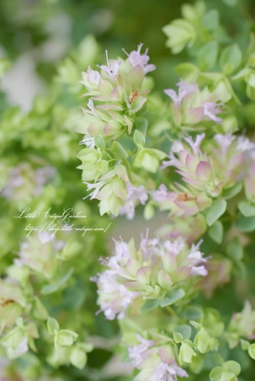 花オレガノ ディングルフェアリー Little Antique Garden リトル アンティークガーデン 花オレガノ ディングルフェアリー Little Antique Garden リトル アンティークガーデン