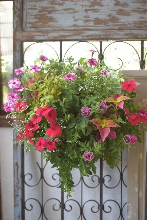 寄せ植えハンギングバスケット Littleantiquegarden リトルアンティークガーデン 寄せ植えハンギングバスケット Littleantiquegarden リトルアンティークガーデン