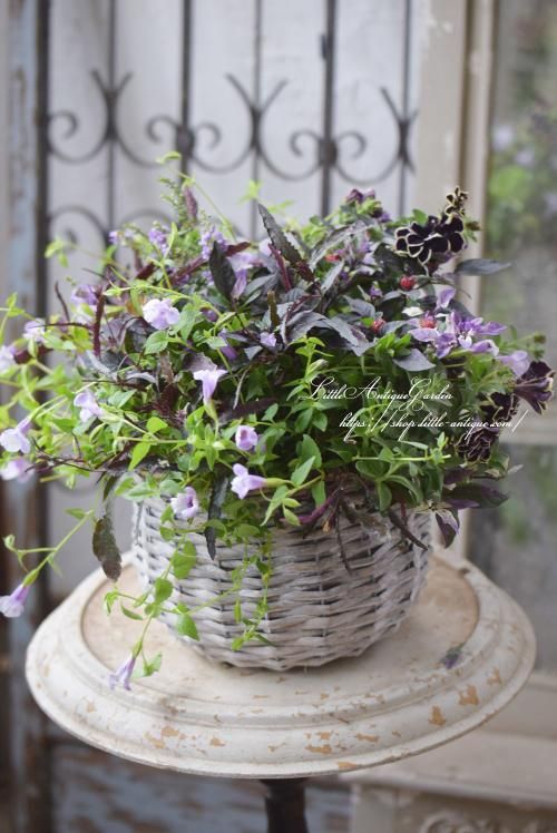 寄せ植え ギャザリング- LittleAntiqueGarden~リトル 寄せ植え ギャザリング- LittleAntiqueGarden~リトル