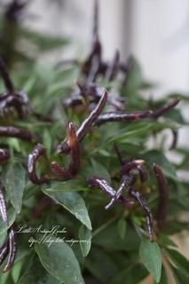 ϥȥ饷֥ϥ֥å<br>Ѿѥȥ饷ޤޡ