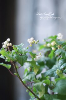 奺󥴡֥奺Х˥♡ߥ륭ǲİ