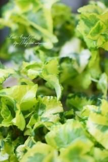 ӡʥإǥˡ֥ǥ󥰡<br>ե뤬뤤♡礵󥪥ꥸʥ