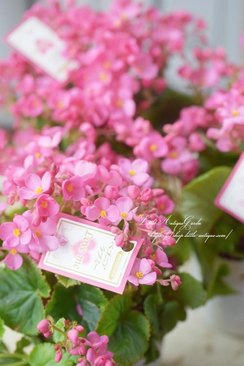 多花性ベゴニア ラブミー Littleagardengarden リトルアンティークガーデン 多花性ベゴニア ラブミー Littleagardengarden リトルアンティークガーデン