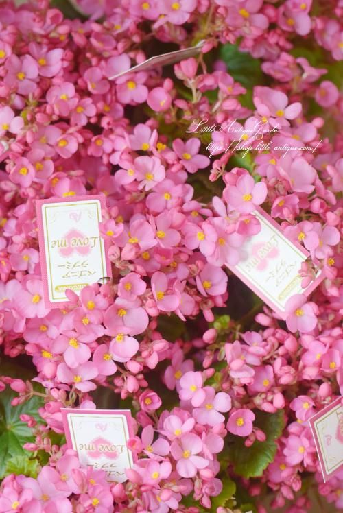 多花性ベゴニア ラブミー Littleagardengarden リトルアンティークガーデン 多花性ベゴニア ラブミー Littleagardengarden リトルアンティークガーデン