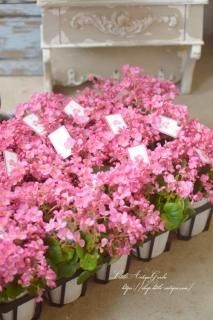 ¿٥˥֥֥ߡ<br>ԥ󥯤Τ֤ʤ褦˺餭ޤ