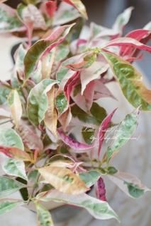 ꥢĻڡ<br>դäѤ΢֤ǥեʥ꡼