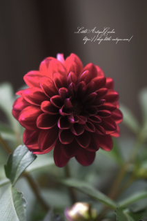 Ƽեꥢ֥䡦ߡʡʡץ꡼աĳΥѥ♡