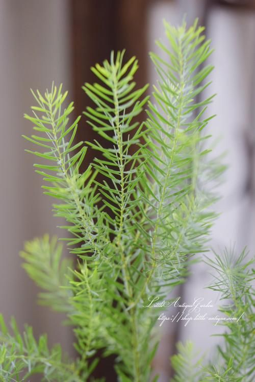 大人気の銀葉アカシア スノーウィーリバー Littleantiquegarden リトルアンティーク