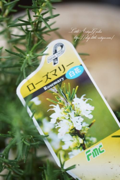希少(ᵔᴥᵔ)♡白　ローズマリー　ホワイトガーデン　挿し穂枝（ハーブ　料理 希少(ᵔᴥᵔ)♡白 ローズマリー ホワイトガーデン 挿し穂枝（ハーブ