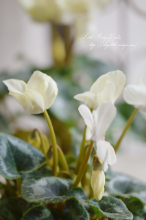 ǥ󥷥֥ߥ˥ɡ<br>˶ǥ󡪥꡼࿧Ǥ<img class='new_mark_img2' src='https://img.shop-pro.jp/img/new/icons16.gif' style='border:none;display:inline;margin:0px;padding:0px;width:auto;' />