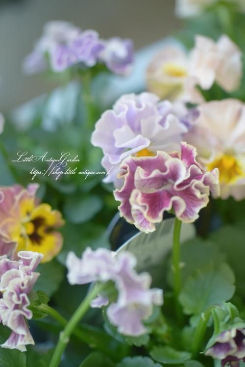 パンジー「パルムディレーヌ」 - LittleAntiqueGarden～リトル