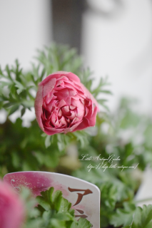 Ȭź餭ͥ͡ݥȡ֥֥ԥ󥯡