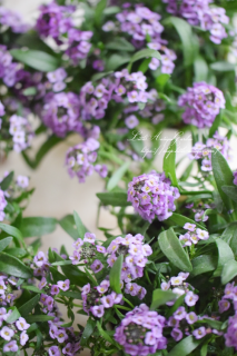 ֱۤΥå֥٥ףܿ♡ѤåࡩѤäȳʬ䤹ǯ͵<img class='new_mark_img2' src='https://img.shop-pro.jp/img/new/icons3.gif' style='border:none;display:inline;margin:0px;padding:0px;width:auto;' />