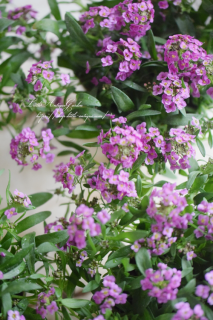 ֱۤΥå֥ǥץԥ󥯡ף♡ѤåࡩѤäȳʬ䤹ǯ͵