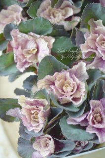 ϥܥ֥֡٥Ͳİ̮ղð♡