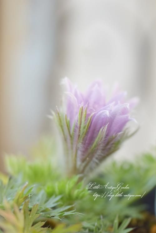 西洋オキナグサ- LittleAntiqueGarden～リトルアンティーク
