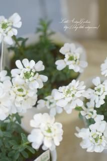 ٥ꥹڥӥ<br>򤤤֤ΩغΥ٥ꥹ