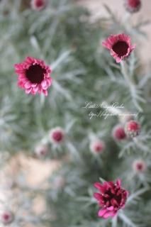 󥻥ޥ֥ԥ󥯡<br>С꡼դȥǥץԥ󥯤<img class='new_mark_img2' src='https://img.shop-pro.jp/img/new/icons16.gif' style='border:none;display:inline;margin:0px;padding:0px;width:auto;' />