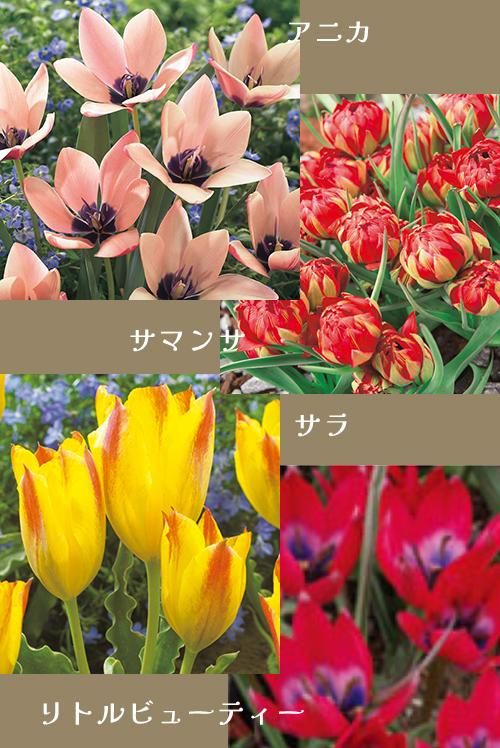 原種チューリップ Littleantiquegarden リトルアンティークガーデン