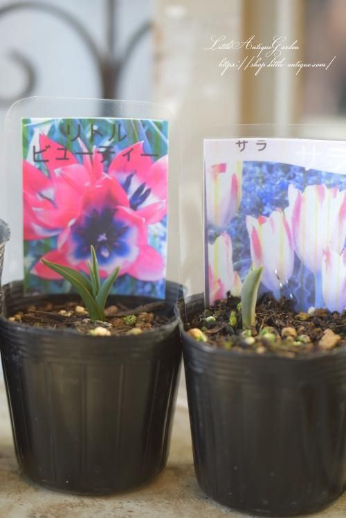 原種チューリップ LittleAntiqueGarden~リトルアンティーク 原種チューリップ LittleAntiqueGarden~リトルアンティーク