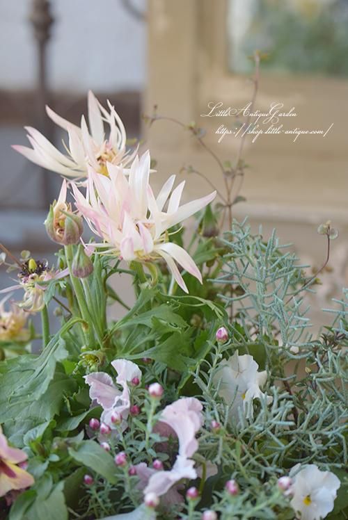 豊富なギフト 寄せ植え ギャザリング- LittleAntiqueGarden～リトル 鉢花