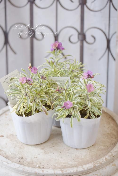 ハエマンサス 斑入り ハエマンサス 斑入り