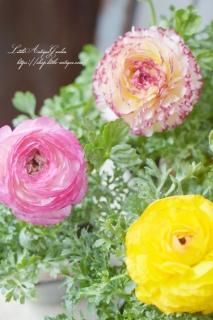 ��ʥ󥭥�饹�֥Х����顼���꡼����<br>���꤬��ޯ��ʥ�ʥ󥭥�饹�Ǥ�