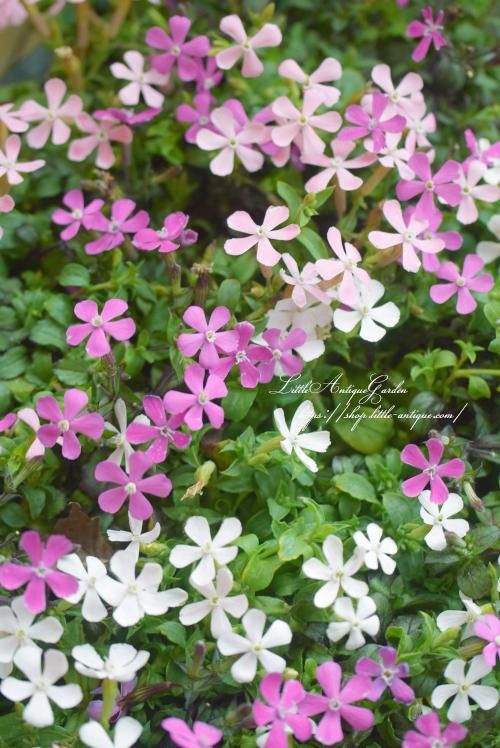 枝垂れるように咲くシレネ ライトピンクパンサー Littleantiquegarden リトルアンティークガーデン 枝垂れるように咲くシレネ ライトピンクパンサー Littleantiquegarden リトルアンティークガーデン