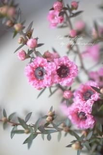 Ȭź餭ץȥڥޥʥ奦ХˡƼդȥԥ󥯤Τ֤Υȥ饹Ȥ