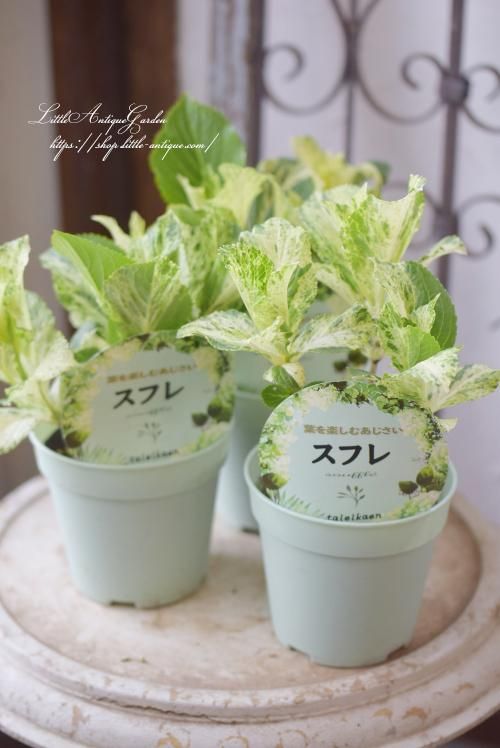 アジサイ スフレ Littleantiquegarden リトルアンティークガーデン