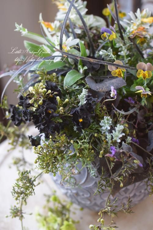 寄せ植え ギャザリング- LittleAntiqueGarden~リトル 寄せ植え ギャザリング- LittleAntiqueGarden~リトル