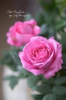 �ߥ˥Х�֥����С��ʥ��ȥ��󥻡�������<br>Ķ���ᡪ���غ�Υߥ˥Х顪