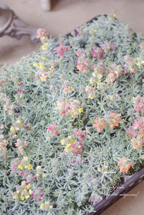 宿根リナリア「リップルストーン」 - LittleAntiqueGarden 宿根リナリア「リップルストーン」 - LittleAntiqueGarden