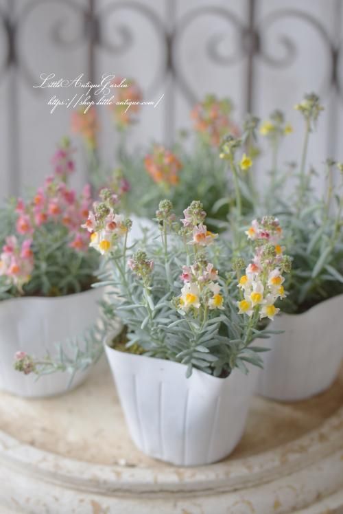 宿根リナリア「リップルストーン」 - LittleAntiqueGarden 宿根リナリア「リップルストーン」 - LittleAntiqueGarden