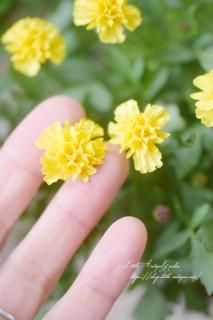 ޥ꡼ɡ֥סʤ֤餫ޥ꡼